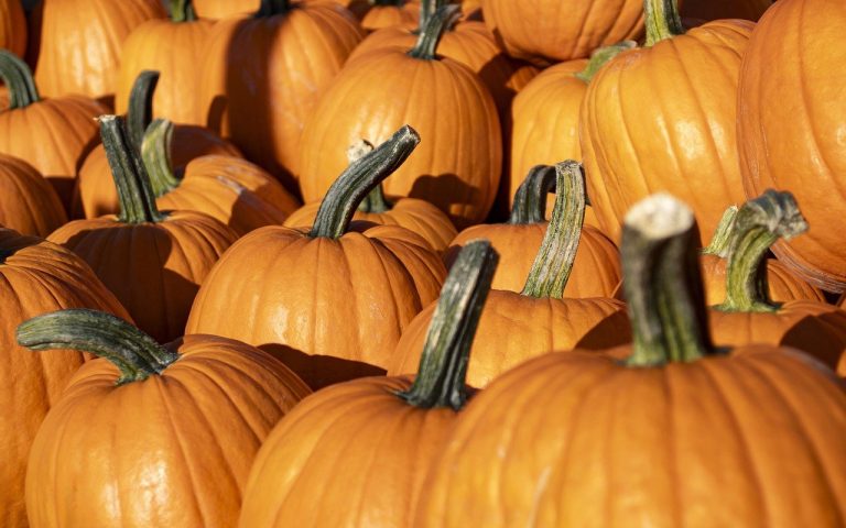 Missouri’s Harvest Season: Fall Festivities and Agricultural Fairs for the Whole Family